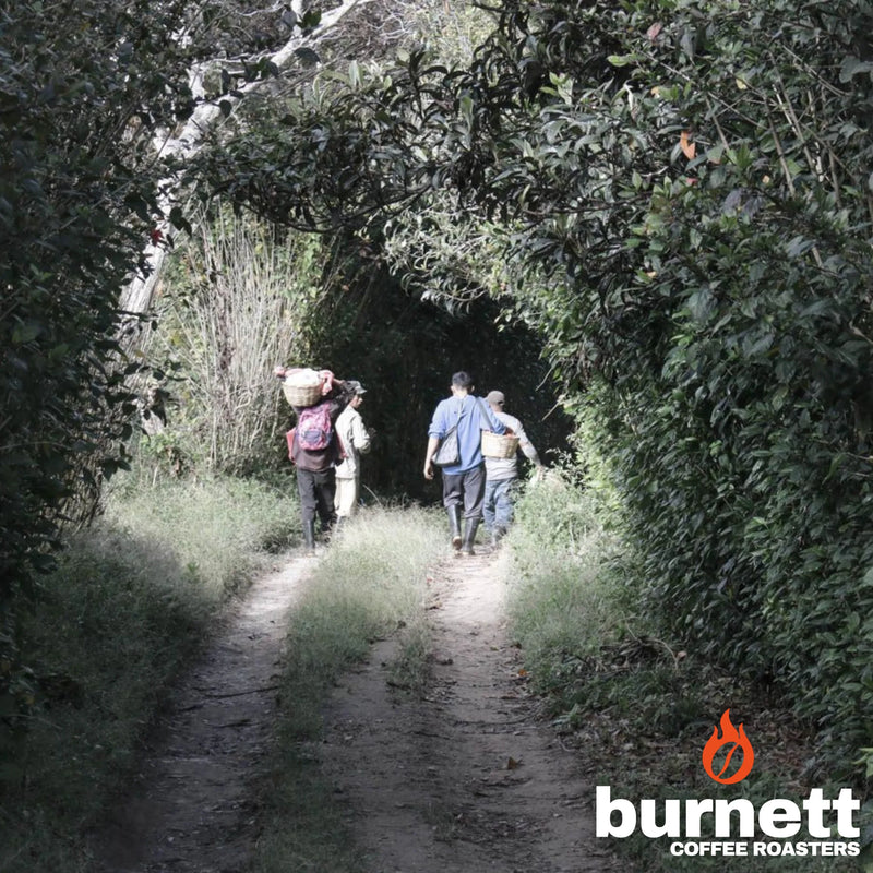 Nicaragua Maracaturra Burnett Coffee Roasters
