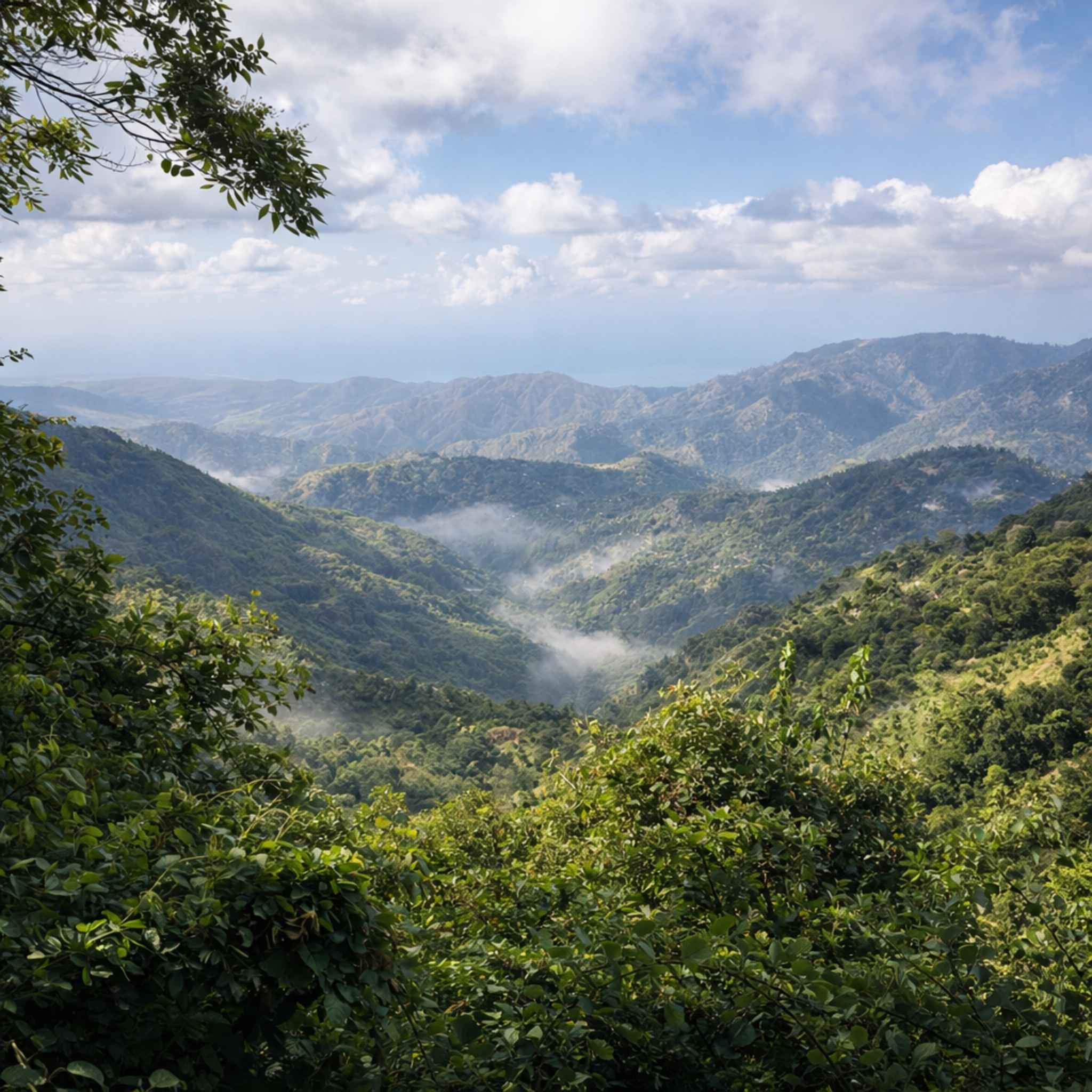 Jamaican Blue Mountain - Washed Process, Typica, Grade 1