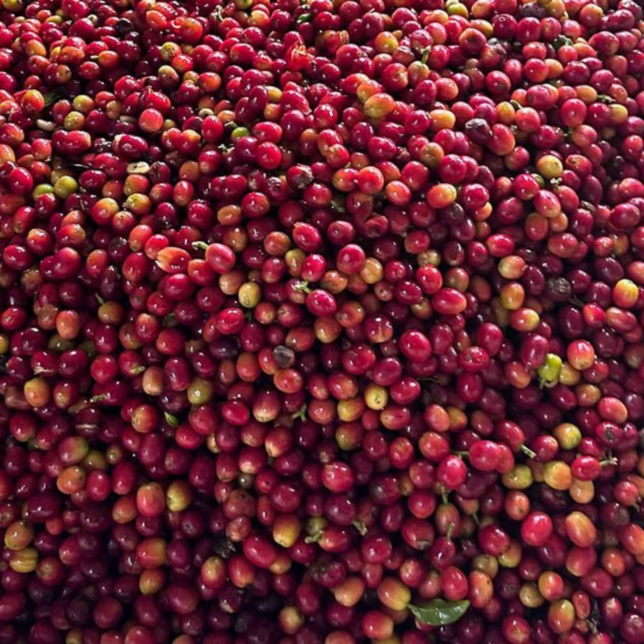 Hawaiian Kona - Washed Process, Typica, Specialty Grade