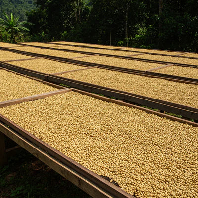 Coffee beans sun-drying on raised beds as part of the post-harvest processing stage